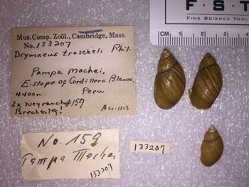 Media type: image; Malacology 133207 Description: 133207_Drymaeus_troscheli image;